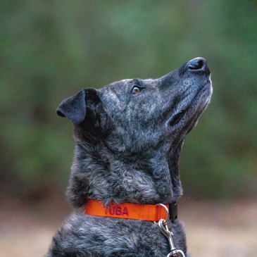 Plott Hound mix wearing embroidered webbing dog collar